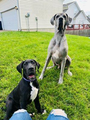 My two Dane babies (: