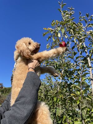 Hacklebarney Farm Cider Mill