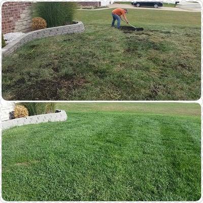 Before and after of a yard that had brown patch fungus problems this year