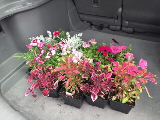 Flowers for my containers!