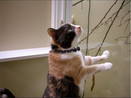 Our cat enjoying the birds