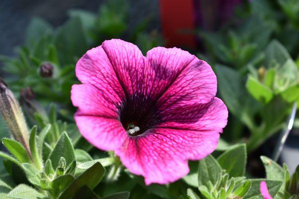 Airport Garden Center