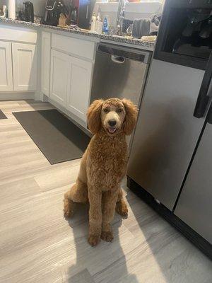 My 6th month standard poodle. Love the blowout.