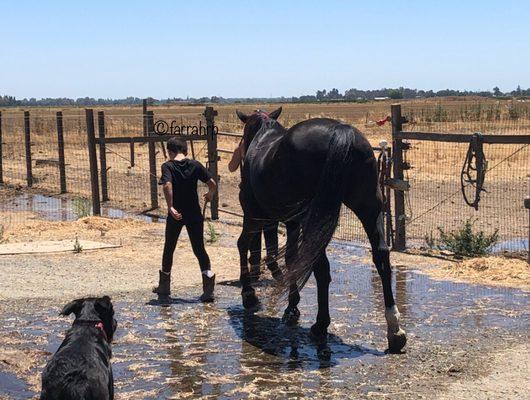 Reflecting on a great lesson while returning his horse...