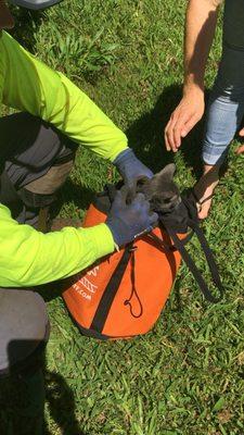 We offer cat rescue too! Eric saved this little kitten after climbing up 80'