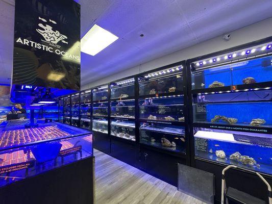 Saltwater fish's and coral