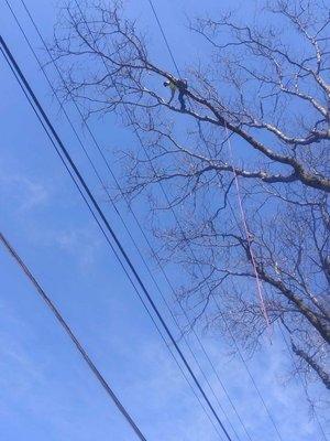 Oak removal dunsmuir ca over power lines