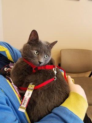 When your cat nearly died, was resurrected by an emergency vet then stayed at Sunbury for nearly a week, and he's this relaxed in the lobby.