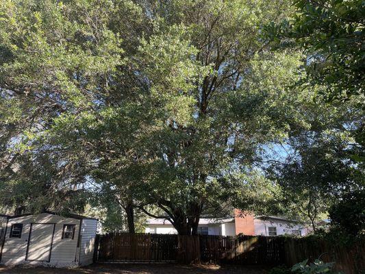 This beautiful tree was just overgrown and the under branches were dying because they couldn't get sun.