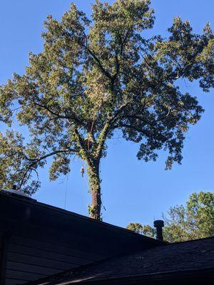 F&B Tree Service