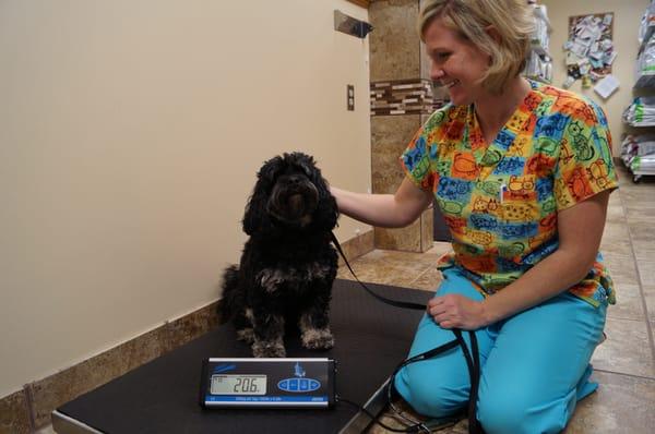 Proper weight management can extend your dog's life by an average of about 2 years.