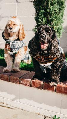 These are my two dogs, Tommy has been taking Toby (Black dog) since we moved to Bakersfield, and Guero (Blonde dog) since he was a puppy.