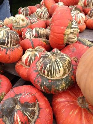 Pumpkin time is another great time at the farm.