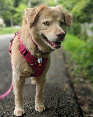 Lucy stays fit with a daily brisk 30 minute walk with DogOn Fitness.