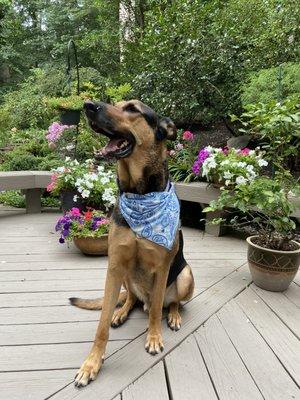 They gave him a cute hankie post-bath and nail trim