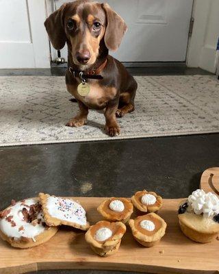 Bacon do-mutt, pawp-tart, pupkin pies and pup cake