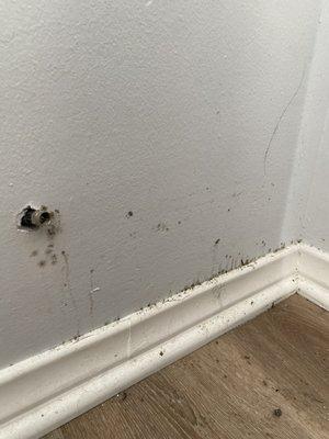 Mold on the wall