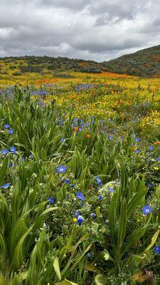 Blue, yellow, pink, orange