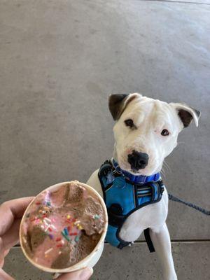 My dog dancing for his ice cream!! As you can see, he had already licked down before I got this photo. He loved it!!