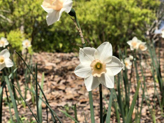 More blooming flowers.