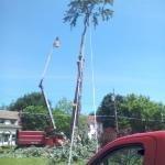 Four Seasons Tree Service