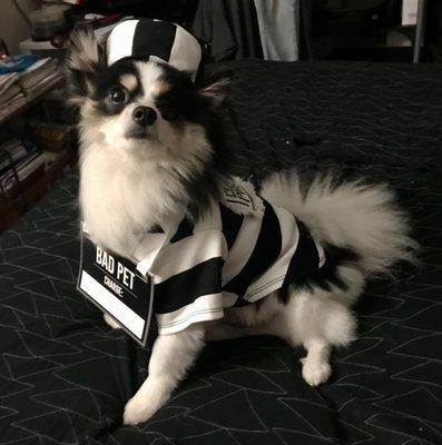 Oreos 1 st Halloween 2020