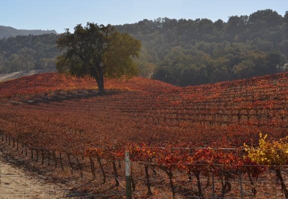 Autumn in the Paso Robles Vineyards.