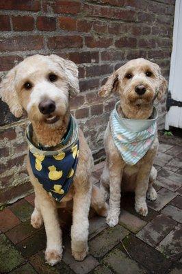 Wrigley and Tashmoo, our goldendoodles, after their groom at Ally & Indy