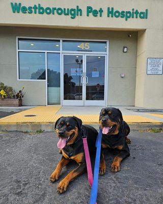 Bailey and Deebo waiting patiently to see Dr Grewal