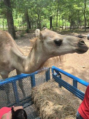 Camel visit during hay ride