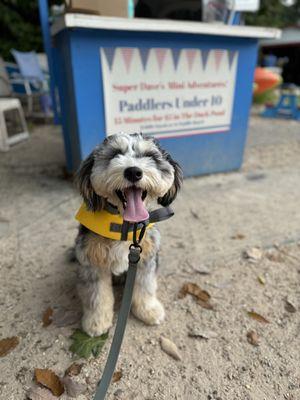 Bowie the Bernedoodle