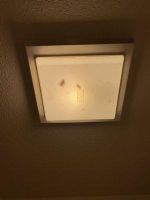 Bugs in bathroom light