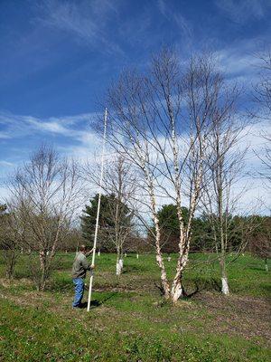 30-35' Riverbirch trees