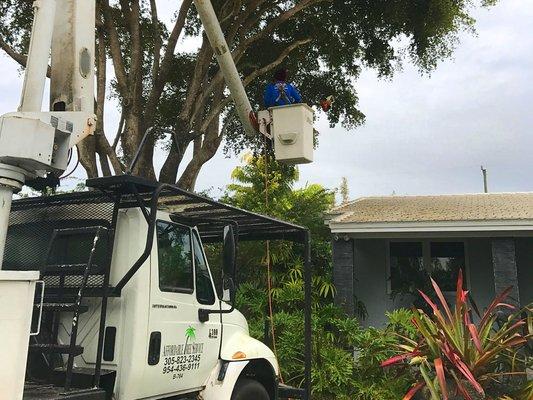 Tree Service Miami