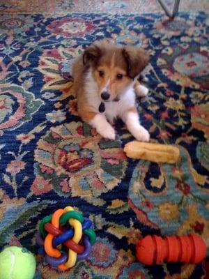 Puppy at Puppy Playday