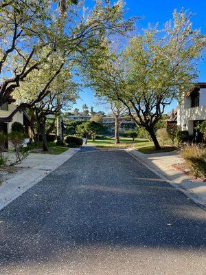 View of golf course from in front of our place !