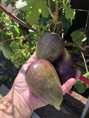 Homegrown figs