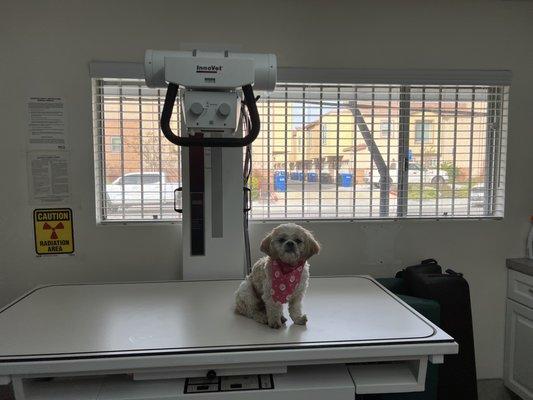 Ponyo modeling our X-ray table!