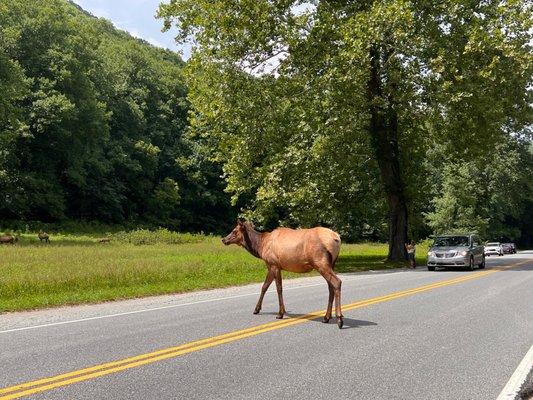 Beware of elk crossing the main road while entering/leaving the park