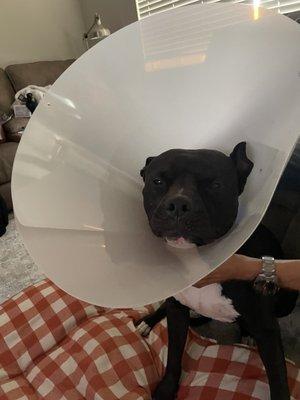 Neutered!