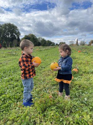 Pumpkin patch