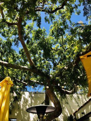 Gnarled Chinese Elm