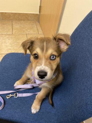 Nala at her first vet appointment!