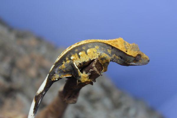 Crested Gecko