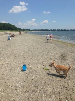 Puppy beach fun!