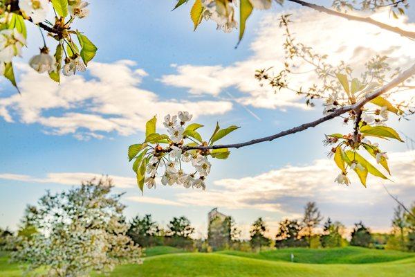 Spring blossoms at Grand Traverse Resort and Spa