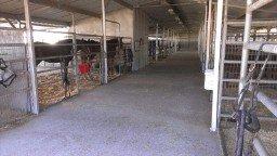 Barn C has 21 stalls 12x24 with automatic water, rubber matte floors, and fly spray in each stall.