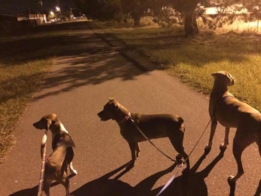 Josh send us this picture of Roxy and 2 other dogs being walked while she was at Prestige Pet Care.