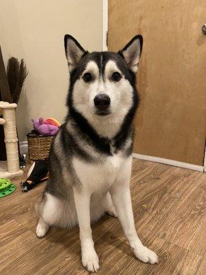 Bobbi after her bath & de-shedding