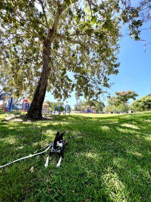 Really nice updated park and plenty of green space and trails